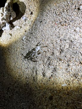 石垣島 ADVENTURE PiPi（イシガキジマアドベンチャーピピ）に投稿された画像（2023/7/24）