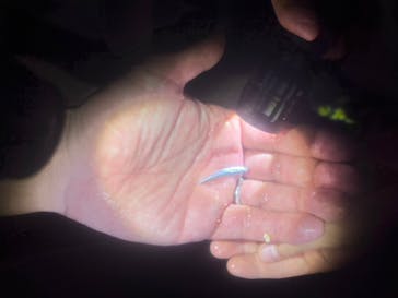 石垣島 ADVENTURE PiPi（イシガキジマアドベンチャーピピ）に投稿された画像（2023/7/24）