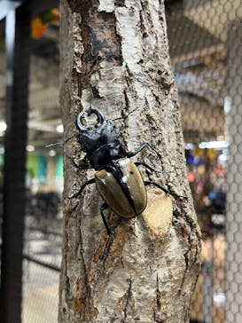 JOYPOLIS 特別イベントスペースに投稿された画像（2023/7/24）