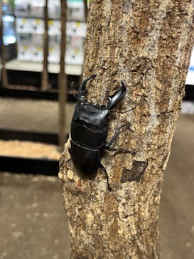 JOYPOLIS 特別イベントスペースに投稿された画像（2023/7/24）