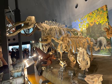 福井県立恐竜博物館に投稿された画像（2023/7/25）