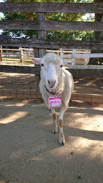 成田ゆめ牧場に投稿された画像（2023/7/25）