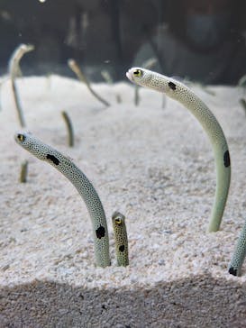 AOAO SAPPOROに投稿された画像（2023/7/25）