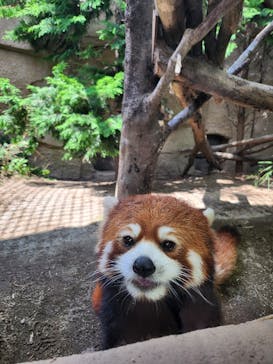 那須どうぶつ王国に投稿された画像（2023/7/25）