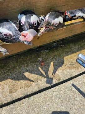 那須どうぶつ王国に投稿された画像（2023/7/25）