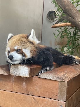 長崎バイオパークに投稿された画像（2023/7/25）