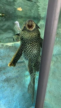 カワスイ 川崎⽔族館に投稿された画像（2023/7/25）