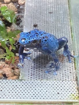 カワスイ 川崎⽔族館に投稿された画像（2023/7/25）