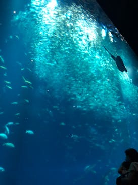 アクアワールド茨城県大洗水族館に投稿された画像（2023/7/25）