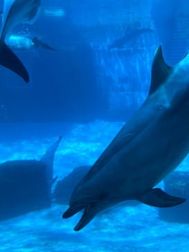 名古屋港水族館に投稿された画像（2023/7/25）