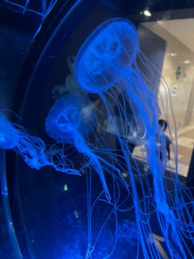 名古屋港水族館に投稿された画像（2023/7/25）