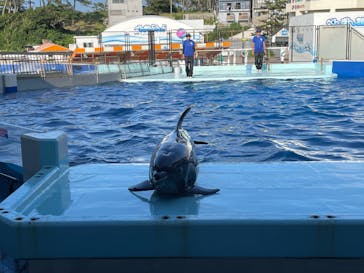 越前松島水族館に投稿された画像（2023/7/25）