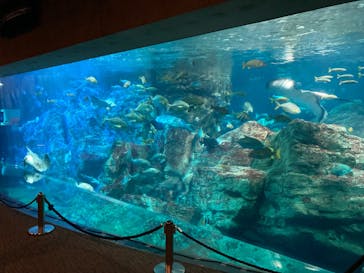 大分マリーンパレス水族館 「うみたまご」に投稿された画像（2023/7/25）