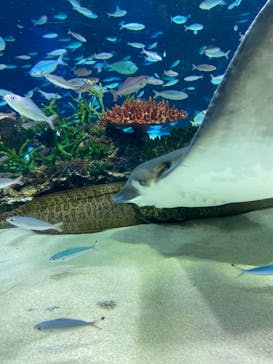 サンシャイン水族館に投稿された画像（2023/7/25）