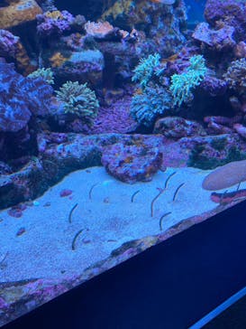 サンシャイン水族館に投稿された画像（2023/7/25）