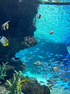 サンシャイン水族館に投稿された画像（2023/7/25）