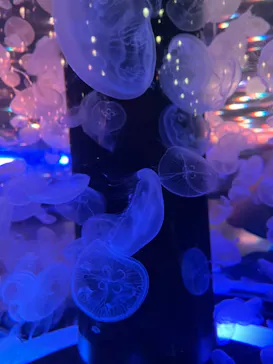 マクセル アクアパーク品川に投稿された画像（2023/7/25）