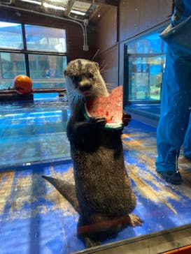 ゼロ距離水族館 伊勢シーパラダイスに投稿された画像（2023/7/25）