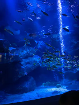 すみだ水族館に投稿された画像（2023/7/25）