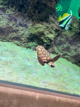 鴨川シーワールドに投稿された画像（2023/7/25）