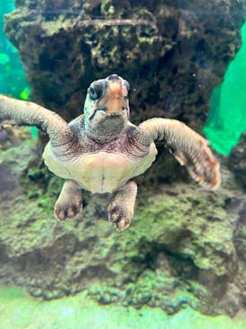 鴨川シーワールドに投稿された画像（2023/7/25）