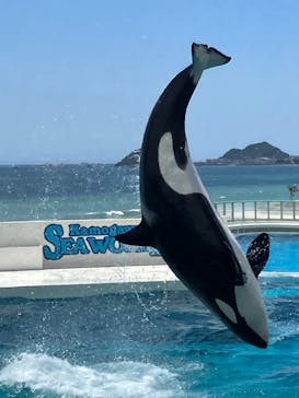 鴨川シーワールドに投稿された画像（2023/7/25）