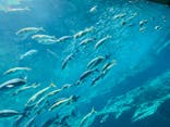 九十九島水族館海きららに投稿された画像（2023/7/25）