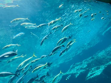 九十九島水族館海きららに投稿された画像（2023/7/25）