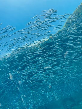 九十九島水族館海きららに投稿された画像（2023/7/25）