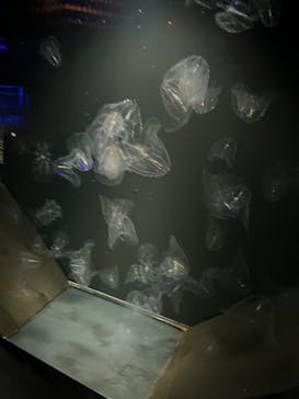 九十九島水族館海きららに投稿された画像（2023/7/25）