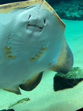九十九島水族館海きららに投稿された画像（2023/7/25）