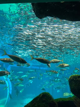 九十九島水族館海きららに投稿された画像（2023/7/25）