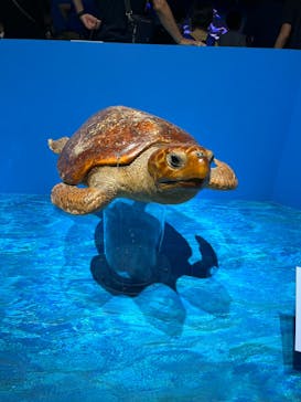 特別展「海　―生命のみなもと―」（国立科学博物館）に投稿された画像（2023/7/25）