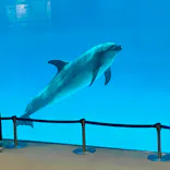 名古屋港水族館に投稿された画像（2023/7/25）