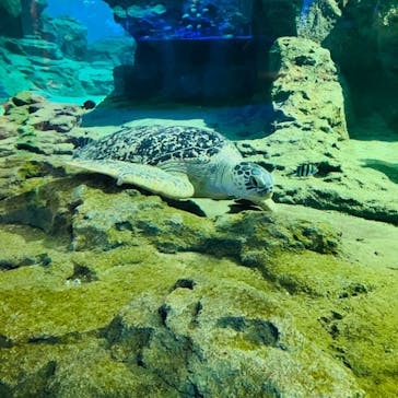 名古屋港水族館に投稿された画像（2023/7/25）