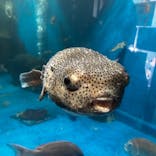 越前松島水族館に投稿された画像（2023/7/26）