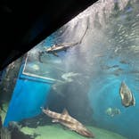 越前松島水族館に投稿された画像（2023/7/26）