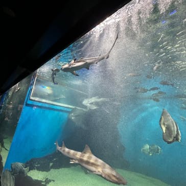 越前松島水族館に投稿された画像（2023/7/25）