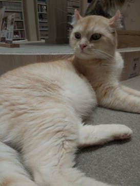 猫カフェモカ　イオンモール幕張新都心店に投稿された画像（2023/7/25）