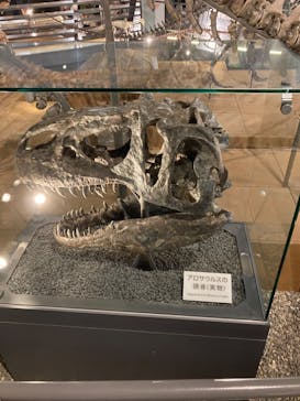 福井県立恐竜博物館に投稿された画像（2023/7/25）