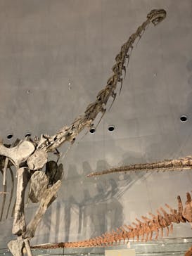 福井県立恐竜博物館に投稿された画像（2023/7/25）