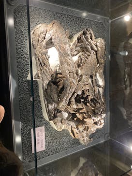 福井県立恐竜博物館に投稿された画像（2023/7/25）