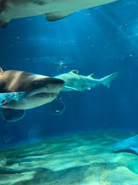 アクアワールド茨城県大洗水族館に投稿された画像（2023/7/25）