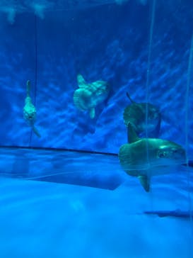 アクアワールド茨城県大洗水族館に投稿された画像（2023/7/25）