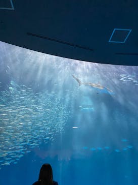 名古屋港水族館に投稿された画像（2023/7/25）