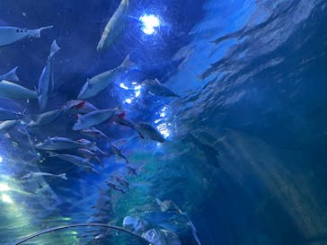 しながわ水族館に投稿された画像（2023/7/26）