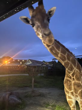 那須サファリパークに投稿された画像（2023/7/26）