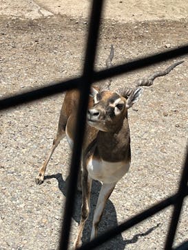 那須サファリパークに投稿された画像（2023/7/26）