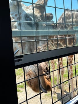 那須サファリパークに投稿された画像（2023/7/26）