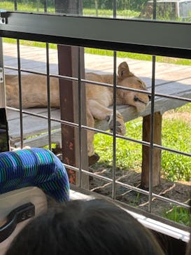 那須サファリパークに投稿された画像（2023/7/26）